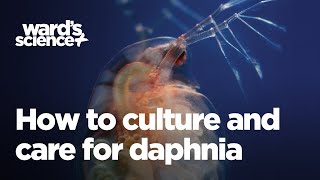 Caring and Culturing for Daphnia [upl. by Kohn442]