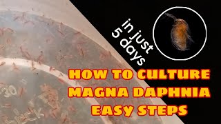 How to Culture Magna Daphnia Easily [upl. by Ylrac]