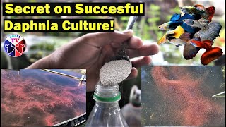 How to Culture Daphnia Successfully [upl. by Dolorita]