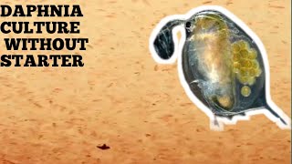 HOW TO CULTURE DAPHNIA NATURALLY WITHOUT A STARTER [upl. by Enrica]