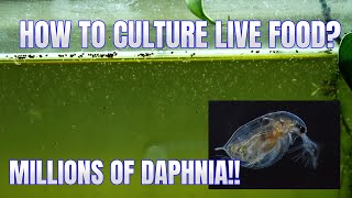 How to Culture Daphnia Secret Method to Breed MILLIONS  Simply Aquatic [upl. by Slavin]