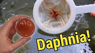 How I Culture Daphnia In Outdoor Tubs [upl. by Baram]