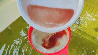 How to culture daphnia  Daphnia culture  How to grow daphnia outdoor [upl. by Seuqram]