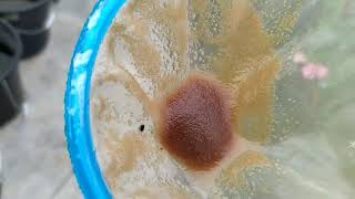 How to culture daphnia moina in a small container Part 1 English Subtitle [upl. by Makell]