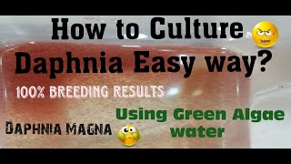 Daphnia MagnaHow to Culture Daphnia Easy wayCulturing Daphnia using Green water Daphnia [upl. by Joellyn]