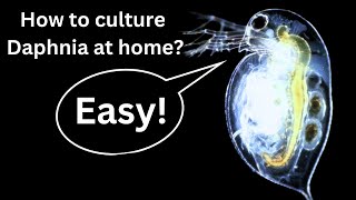 BEST Live Fish Food Beginner guide How to Culture Daphnia at home [upl. by Reinhard]