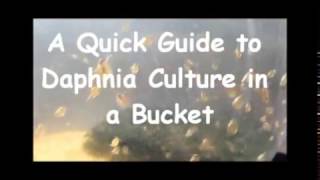 How to culture daphnia outside [upl. by Hannala]