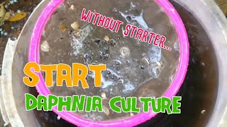 How to culture daphnia moina the easy way 1  Starting the Daphnia culture [upl. by Nerfe]