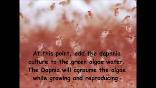 Daphnia  How to grow daphnia in your home [upl. by Karia376]