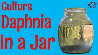 How to Culture Daphnia in a Jar [upl. by Ethelstan62]