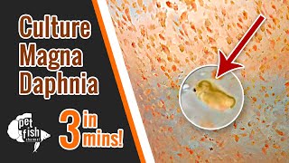 How to culture DAPHNIA MAGNA  The easy way [upl. by Nairim571]