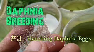 Daphnia Culture made simple and easy 3  Hatching Daphnia eggs [upl. by Partridge]