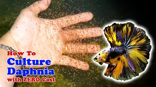 How to Culture Daphnia with ZERO Cost  Unlimited Live Food For Our Fish [upl. by Berky]