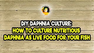 DIY Daphnia Culture How to Culture Nutritious Daphnia as Live Food for Your Fish [upl. by Anuahs]