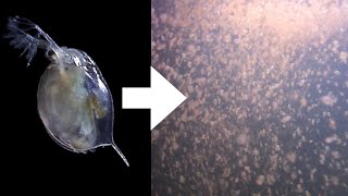 How I Culture Daphnia [upl. by Melac]