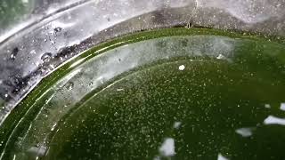 DAPHNIA MOINA CULTURE IN A SMALL BUCKET [upl. by Htebasil]