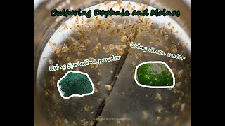 How To Culture Daphnia and Moinas using Green Water Spirulina powder [upl. by Ayatnahs]