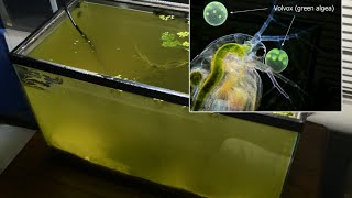 Raising Daphnia for the Freshwater Aquarium [upl. by Asilahs]