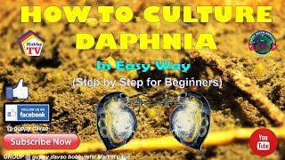 HOW TO CULTURE DAPHNIA In Easy Way [upl. by Suoivatnom]